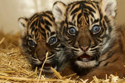 Tiger cu Tiger cu