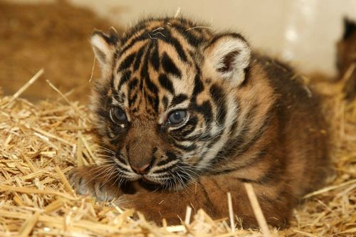 Tiger aww Tiger aww