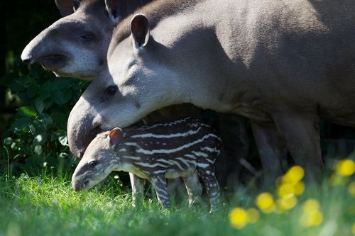 5 tapir 5 tapir