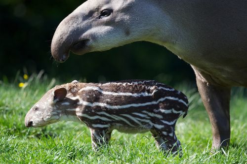 6 tapir 6 tapir