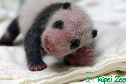 Panda 6 Panda 6