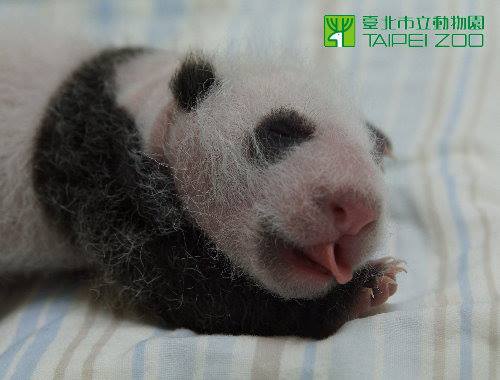 Panda 7 Panda 7