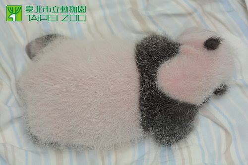 Panda 8 Panda 8
