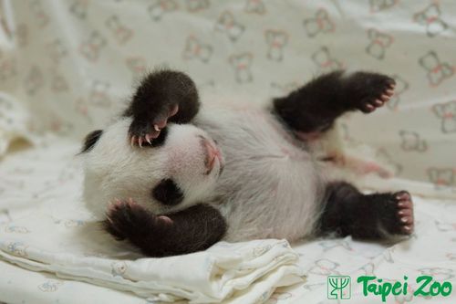 Panda 9 Panda 9