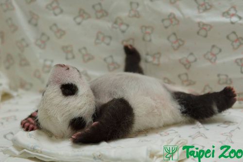 Panda 10 Panda 10