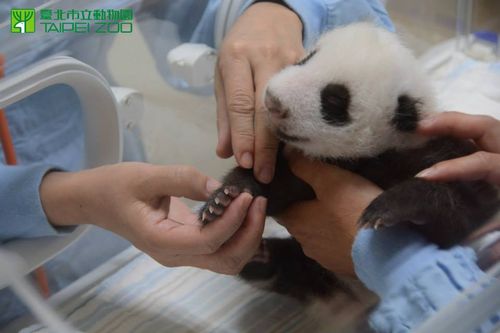 Panda 11 Panda 11