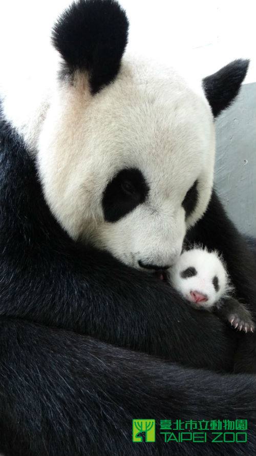 Panda 12 Panda 12