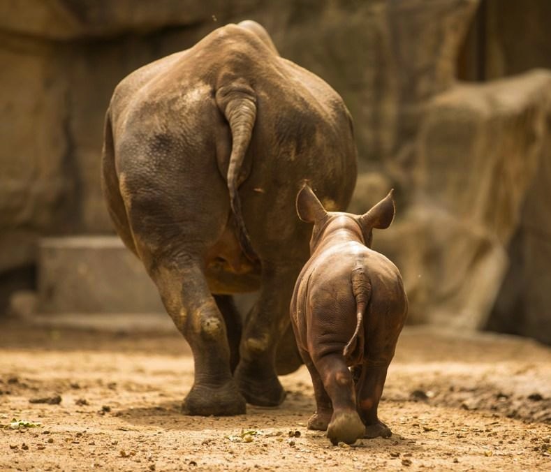 1 rhino