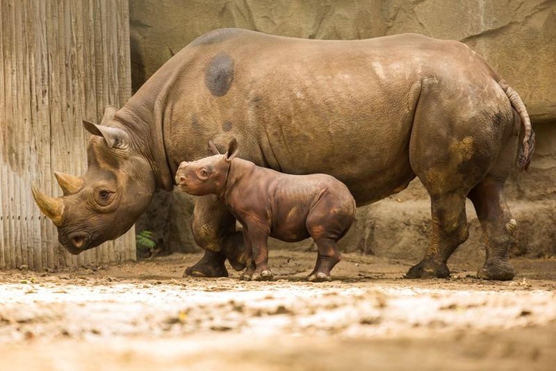 4 rhino