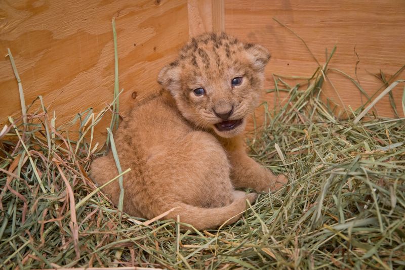 2 lion 2 lion
