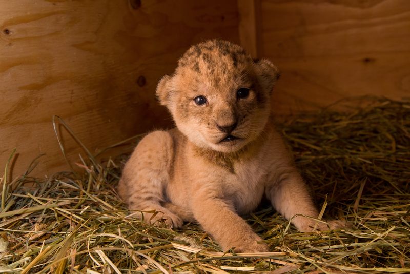 3 lion 3 lion