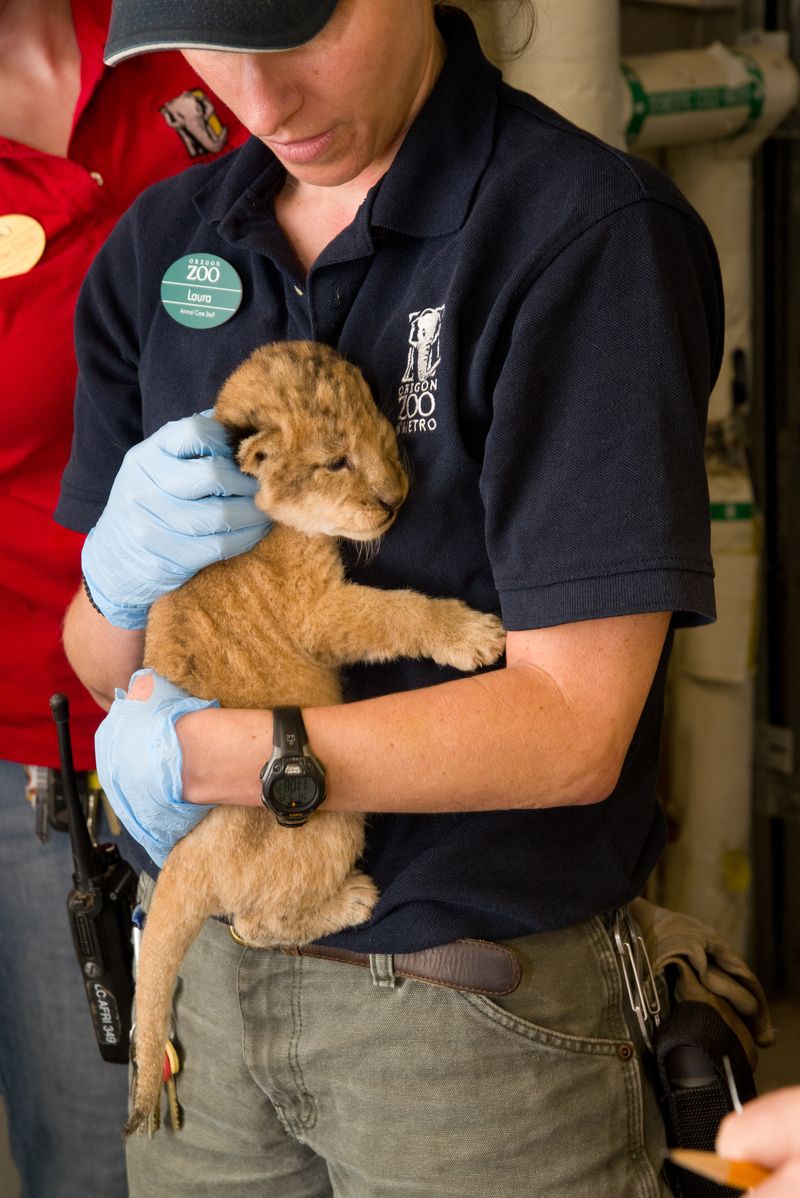 6 lion