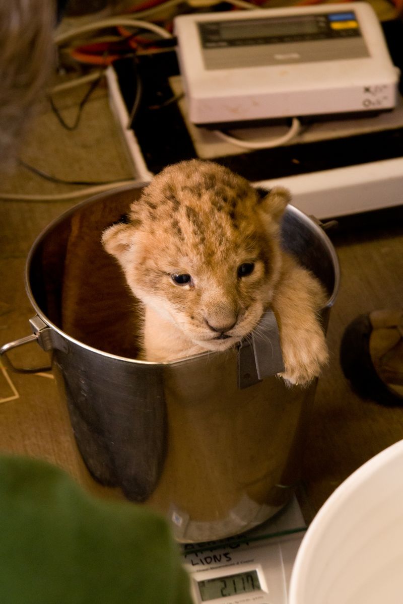 7 lion 7 lion
