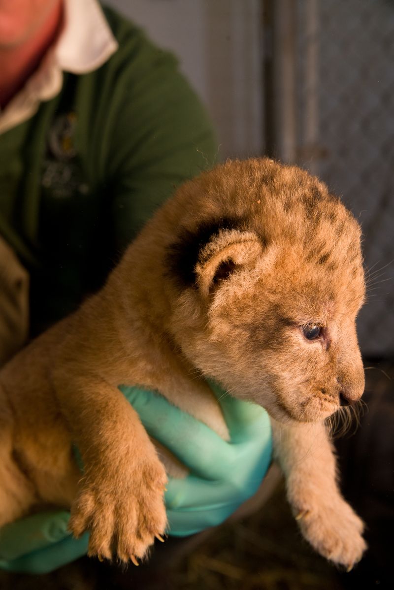 8 lion 8 lion