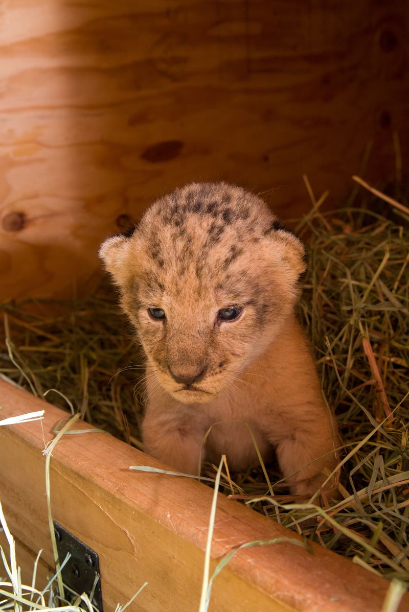 9 lion 9 lion
