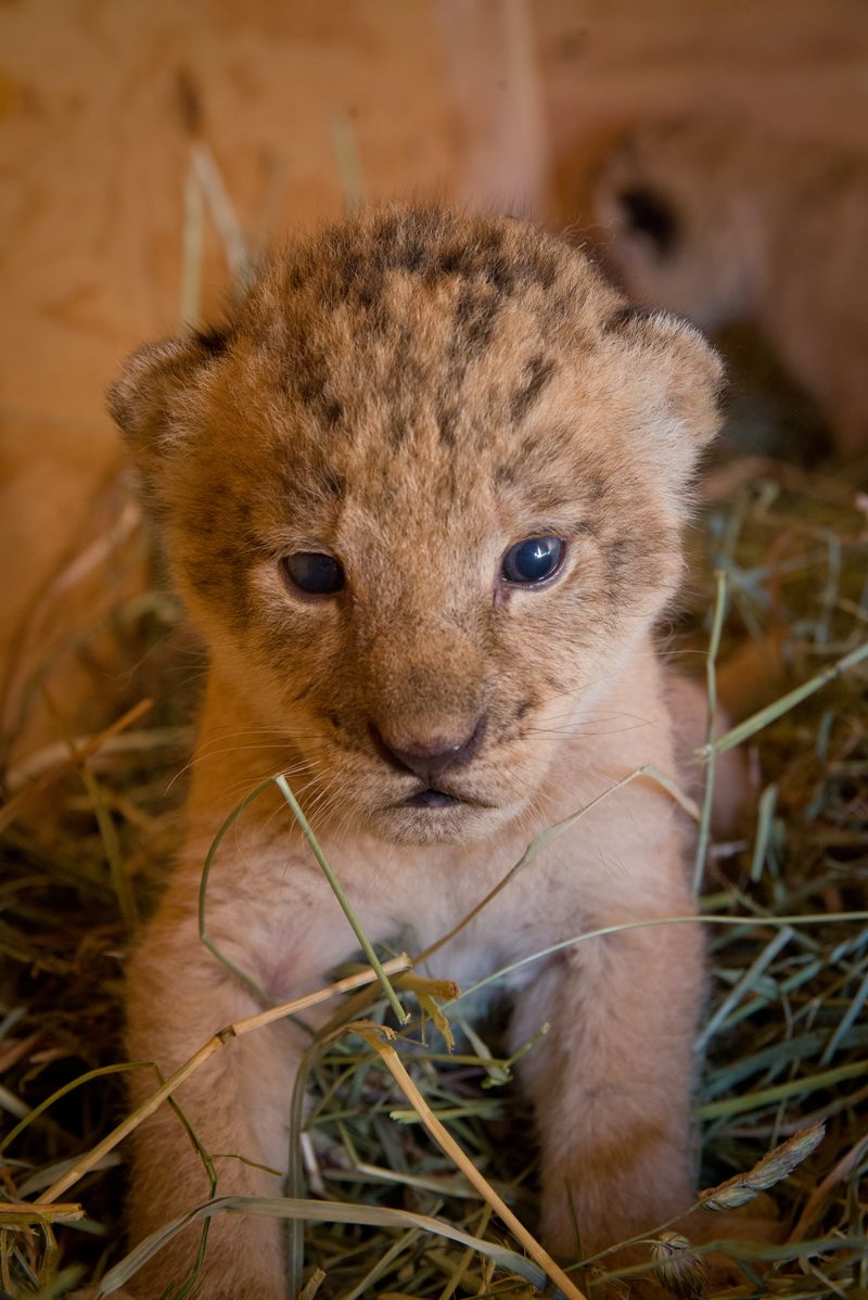 10 lion 10 lion