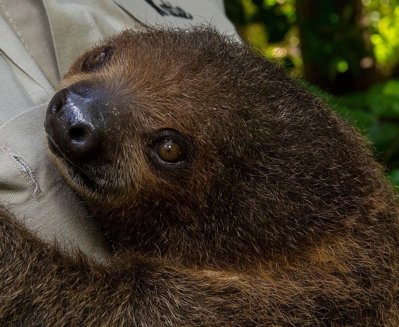 SlothBaby_002_LG2 SlothBaby_002_LG2