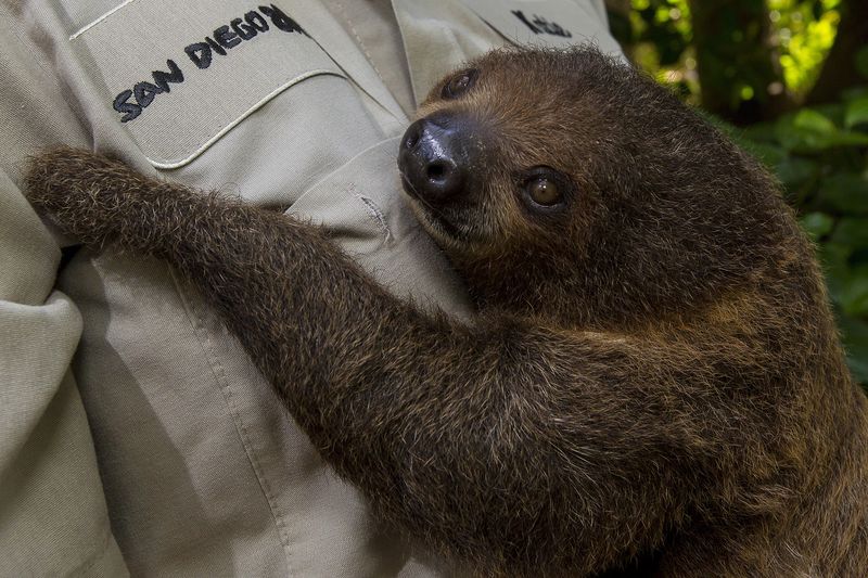 SlothBaby_002_LG SlothBaby_002_LG