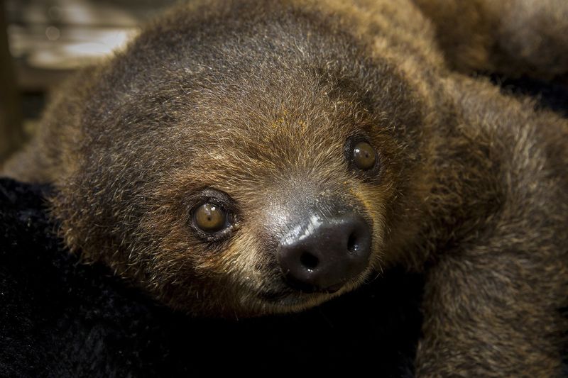 SlothBaby_004_LG SlothBaby_004_LG