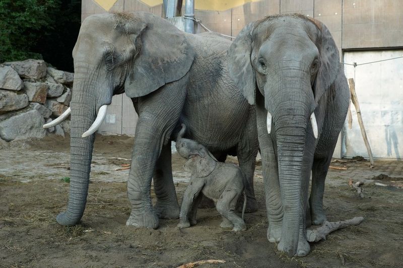 2 elephant 2 elephant