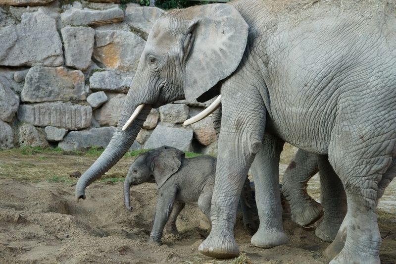 3 elephant 3 elephant