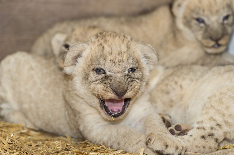 4 lion 4 lion