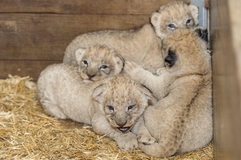 5 lion 5 lion