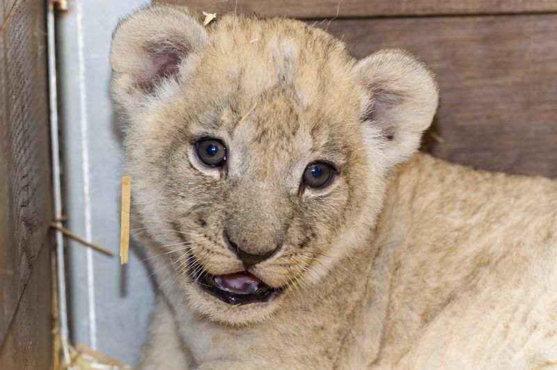 8 lion 8 lion