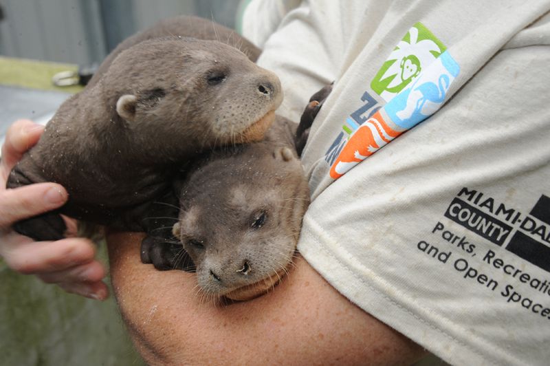 4 otter 4 otter