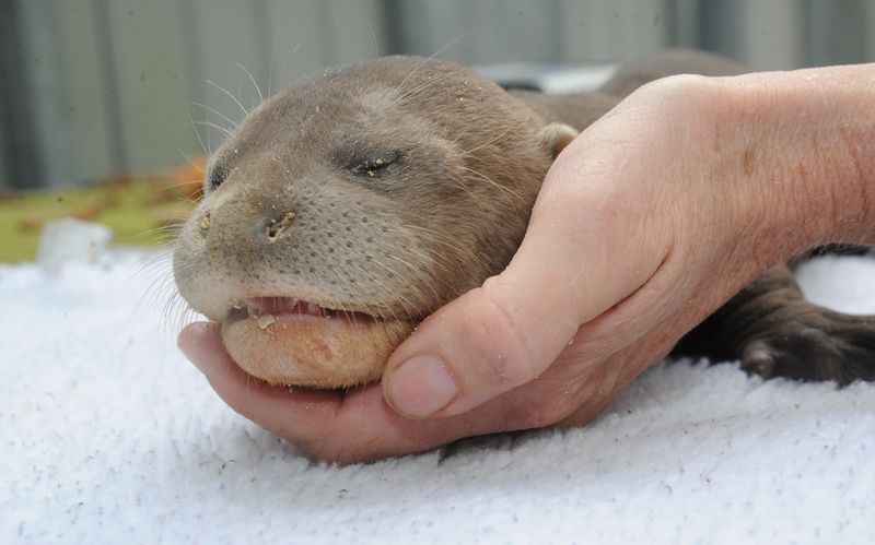 5 otter 5 otter