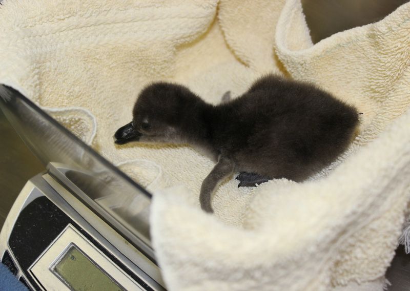 6 penguin 6 penguin