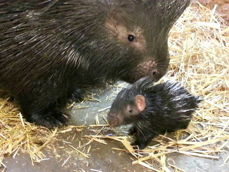 1 porcupine 1 porcupine