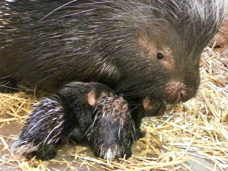 2 porcupine 2 porcupine