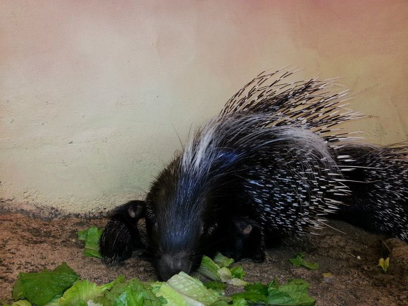 3 porcupine 3 porcupine