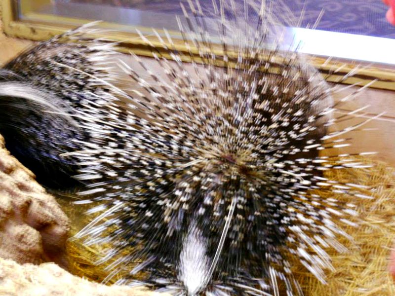 5 porcupine 5 porcupine
