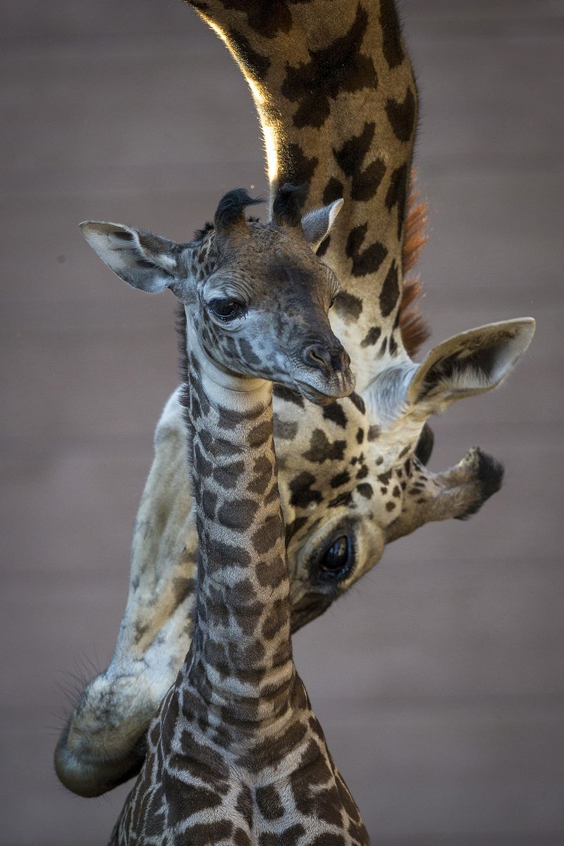 1 giraffe 1 giraffe