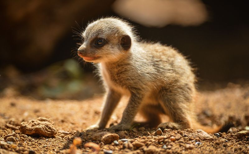 Meerkats-1 Meerkats-1