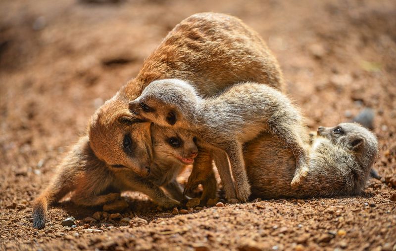 Meerkats-15 Meerkats-15
