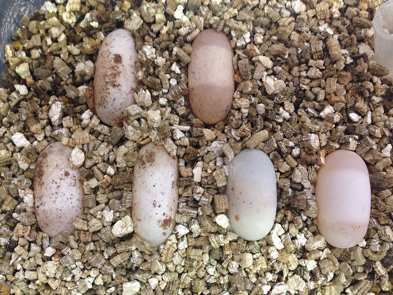 WST-Eggs WST-Eggs