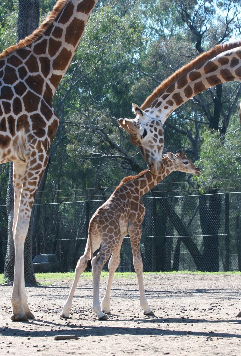 Giraffe calf-LS-06-08-2014 (35)_crop