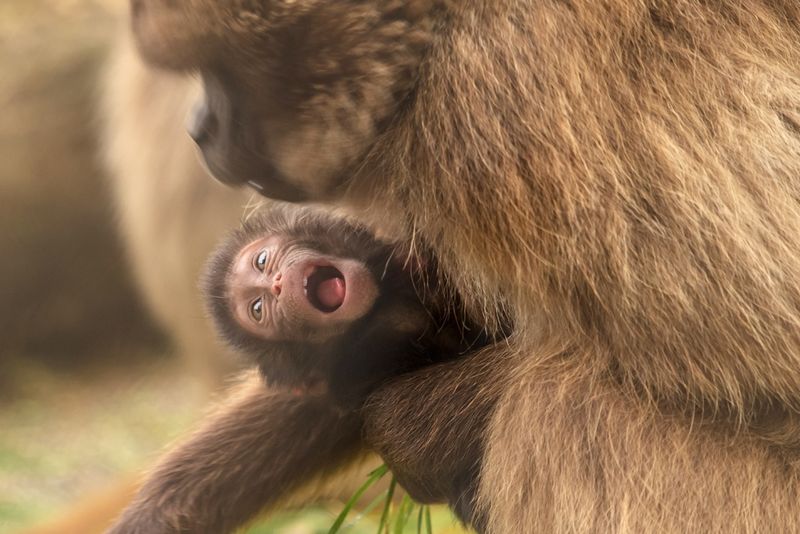 Gelada_NaturZooRheine_5 Gelada_NaturZooRheine_5