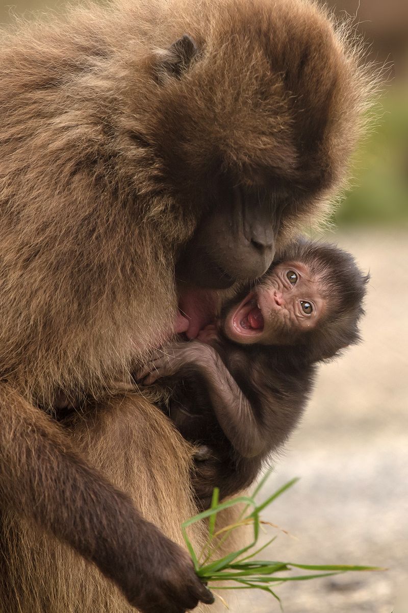 Gelada_NaturZooRheine_6 Gelada_NaturZooRheine_6