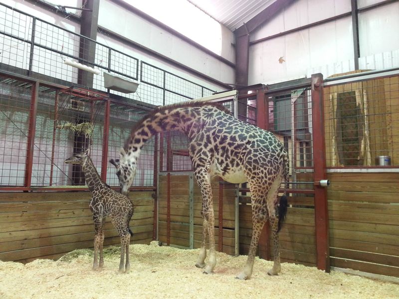 FranklinPark_GiraffeBaby_5 FranklinPark_GiraffeBaby_5