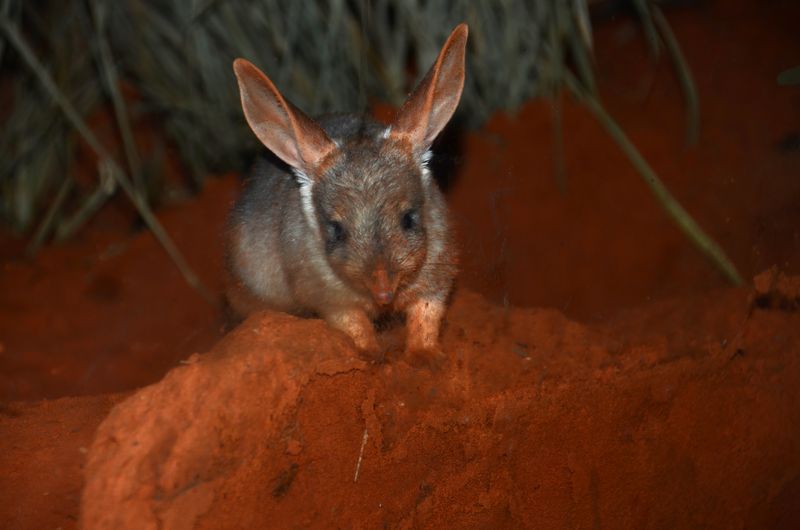 Bilby Joeys_Photo by Robert Dockerill (2) Bilby Joeys_Photo by Robert Dockerill (2)