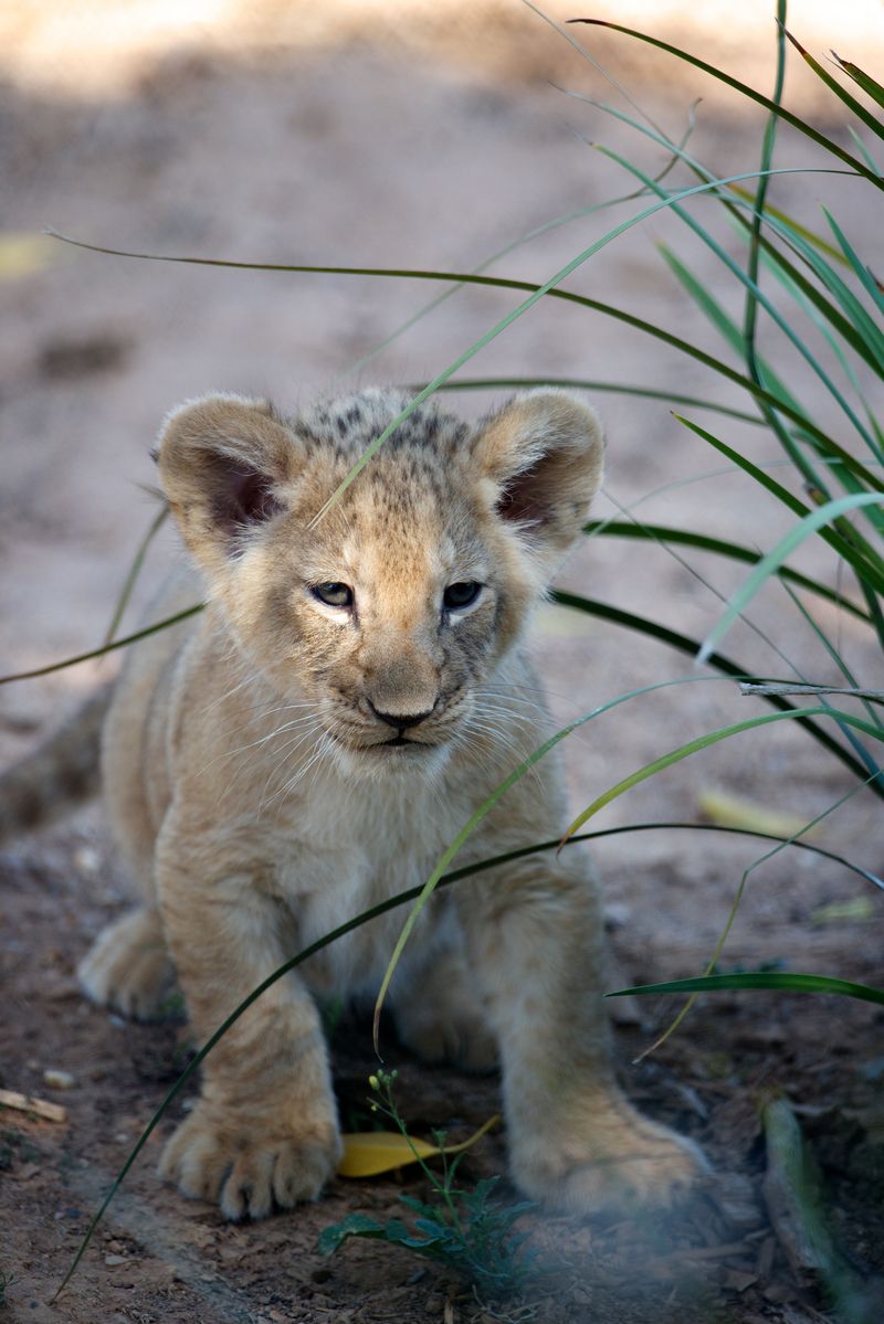 7_Lion Cubs 4- Photo Cormac Hanrahan_sm 7_Lion Cubs 4- Photo Cormac Hanrahan_sm