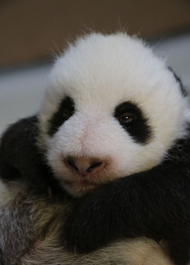 Image 28 - Toronto Zoo Giant Panda Cubs at 8 weeks Image 28 - Toronto Zoo Giant Panda Cubs at 8 weeks
