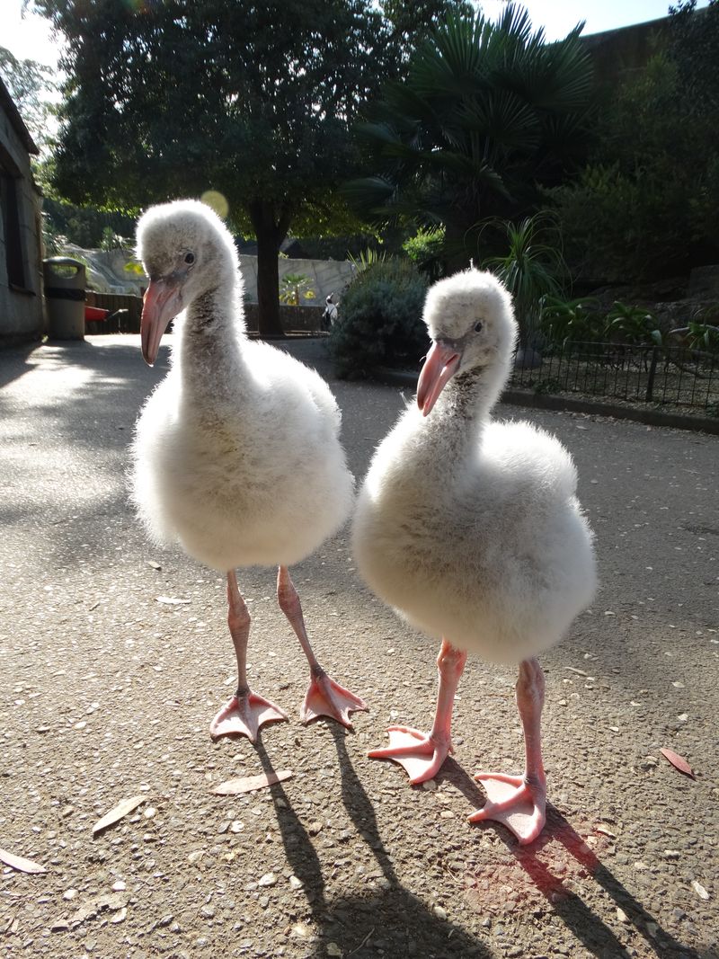 1_B. Mambo & Ringo posing