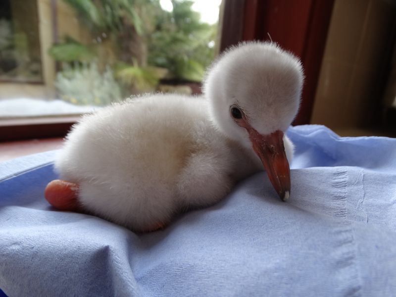 2_1. Flamingo chick Ringo being weighed