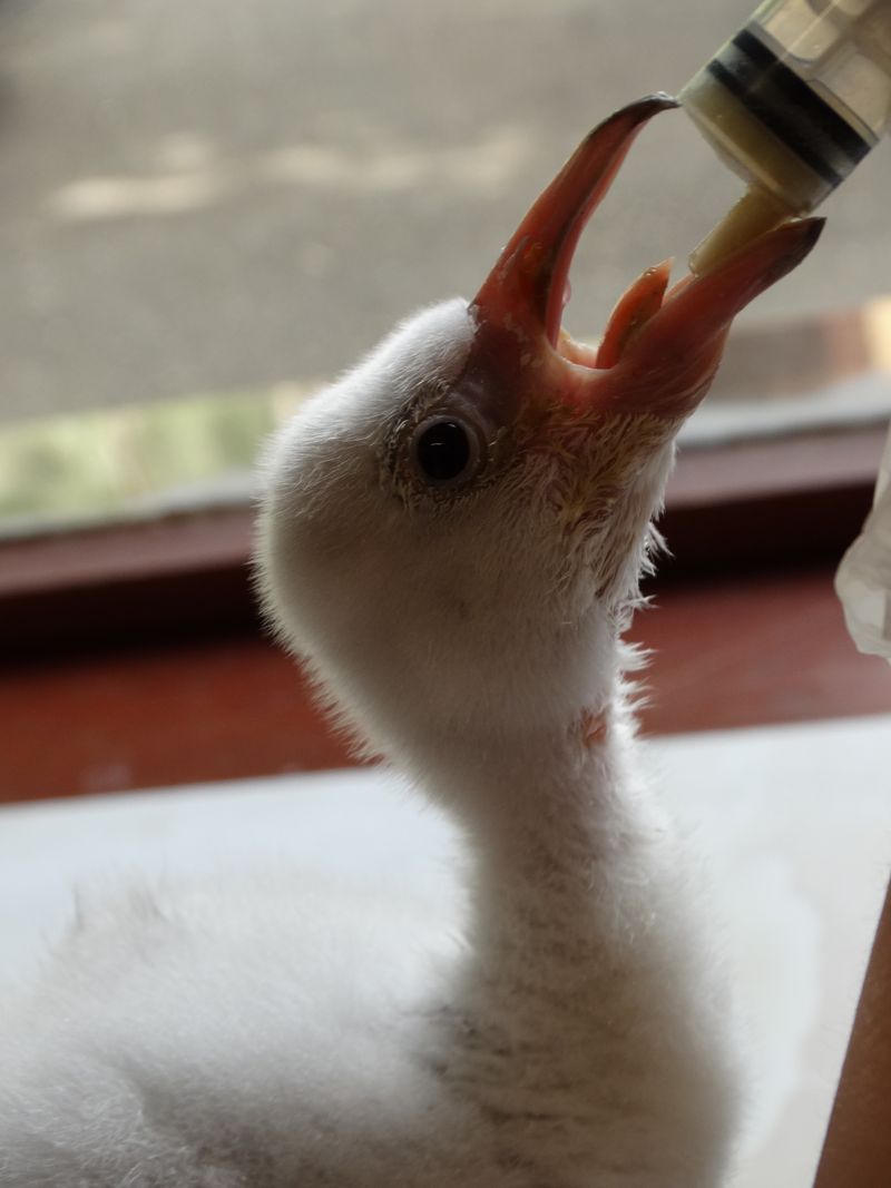 5_1. Flamingo chick Ringo feeing close up 2 5_1. Flamingo chick Ringo feeing close up 2