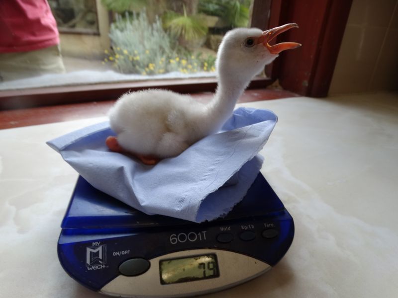 8_1. Flamingo chick Ringo being weighed (1) 8_1. Flamingo chick Ringo being weighed (1)